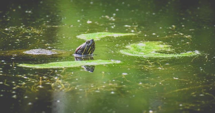 Turtle Swimming In Green Pond