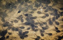 From above of little frog tadpoles swimming in reservoir with transparent water and sandy bottom