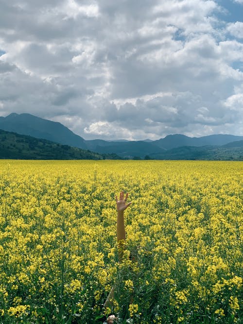 Outstretched Arm in Middle of Flowery Cropland