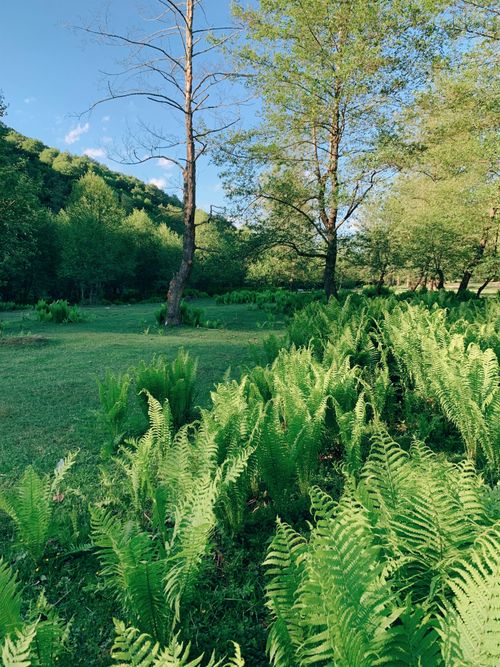 Free Vibrant green ferns under tall trees in a peaceful woodland setting during summer. Stock Photo