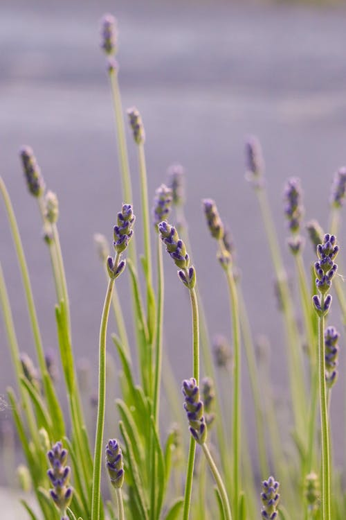 Lavender in Shallow Focus Lens