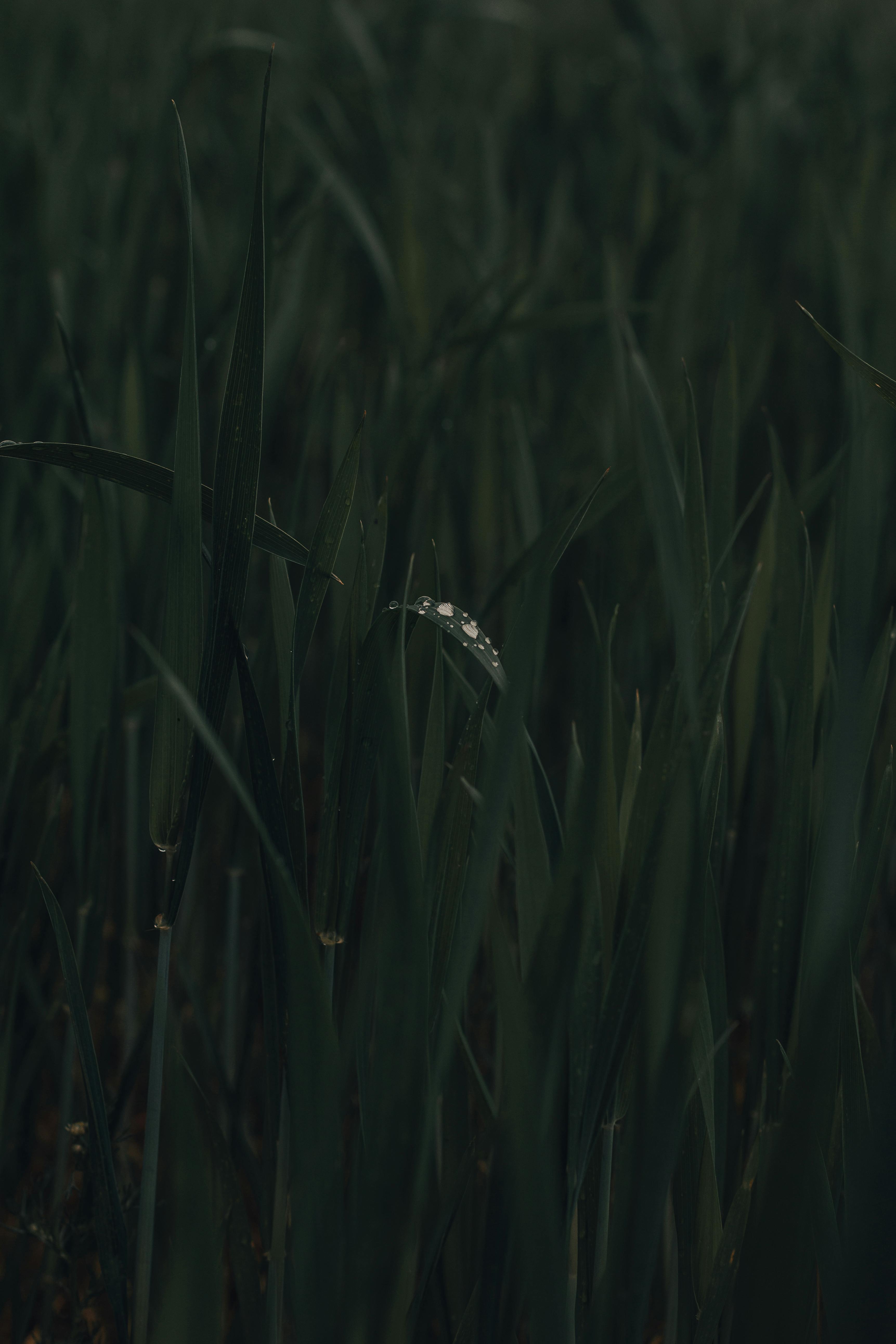 Close-up view of dew-covered grass blades, captured with a moody atmosphere, highlighting natural detail.