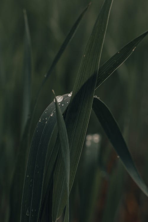 Closeup of dark green grass with small morning dew drops for natural background