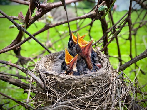Black and Orange Nestling on Nest Asking for Food