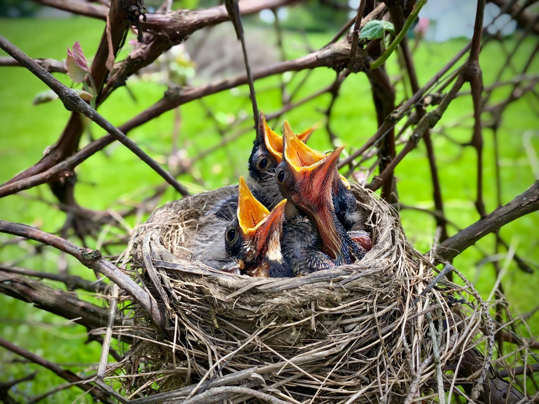 Black and Orange Bird on Nest · Free Stock Photo