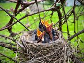 Black and Orange Nestling on Nest Asking for Food