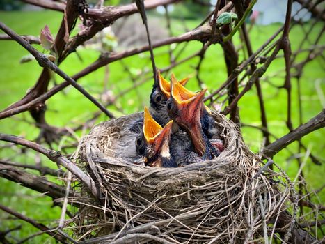 Black and Orange Nestling on Nest Asking for Food