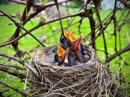 Free Chirping nestlings in a nest, capturing a vivid moment of wildlife in nature. Stock Photo