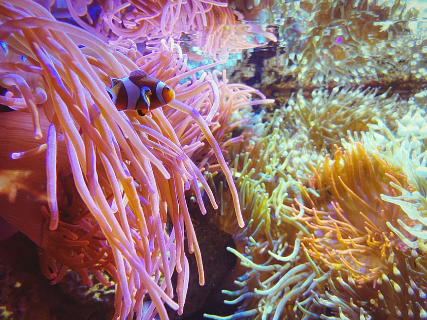 Small orange false percula clownfish against colorful background of tropical anemone coral reef