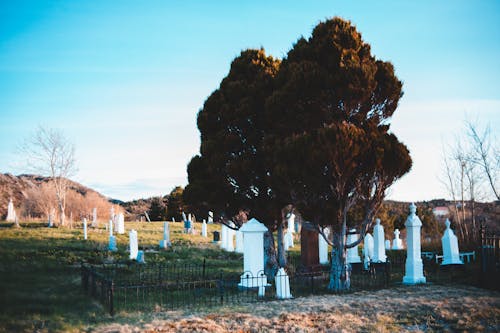 Free Gravestones in fenced cemetery with tree under bright sky Stock Photo