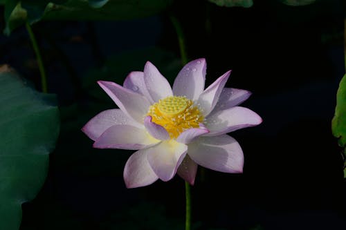 Foto profissional grátis de broto, flor de lotus, flora