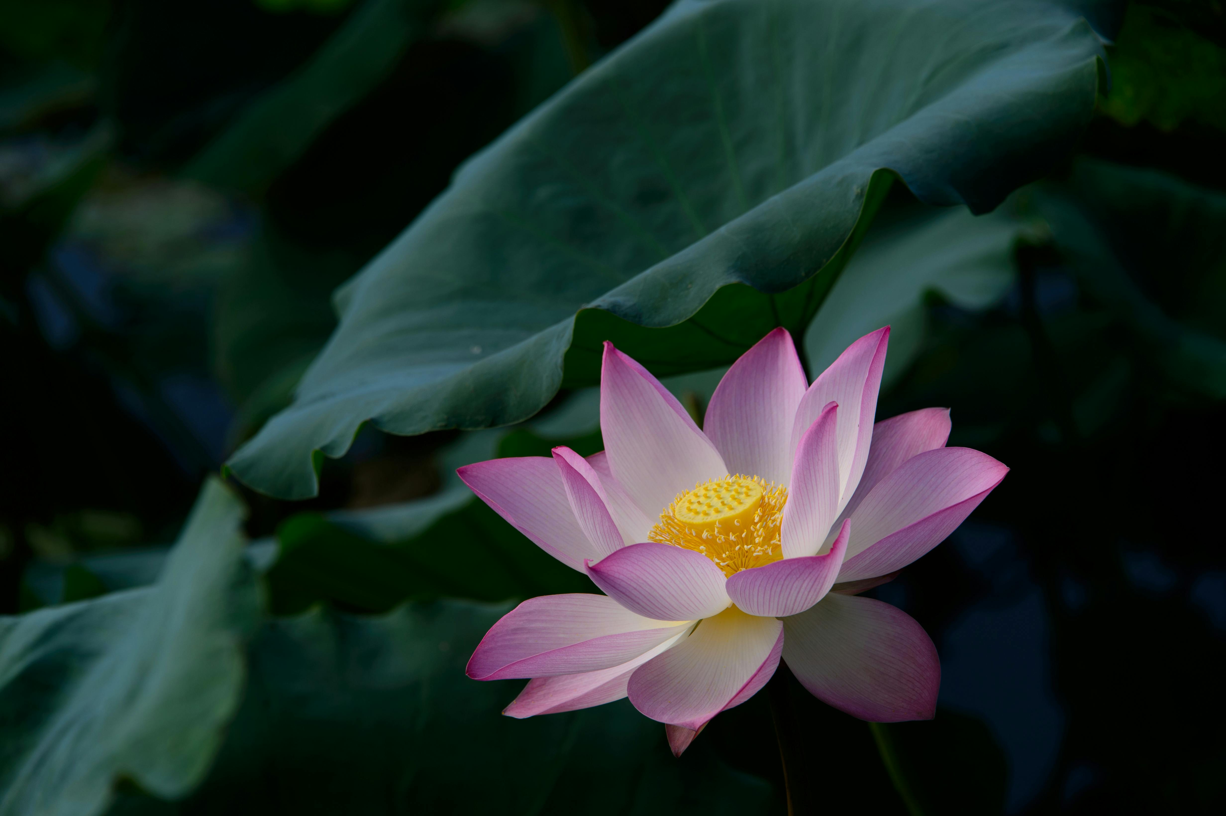 Free stock photo of beautiful flowers, china, flower