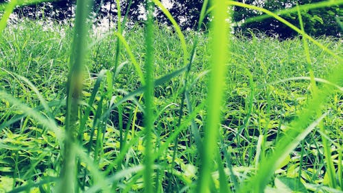 Поле зеленой травы