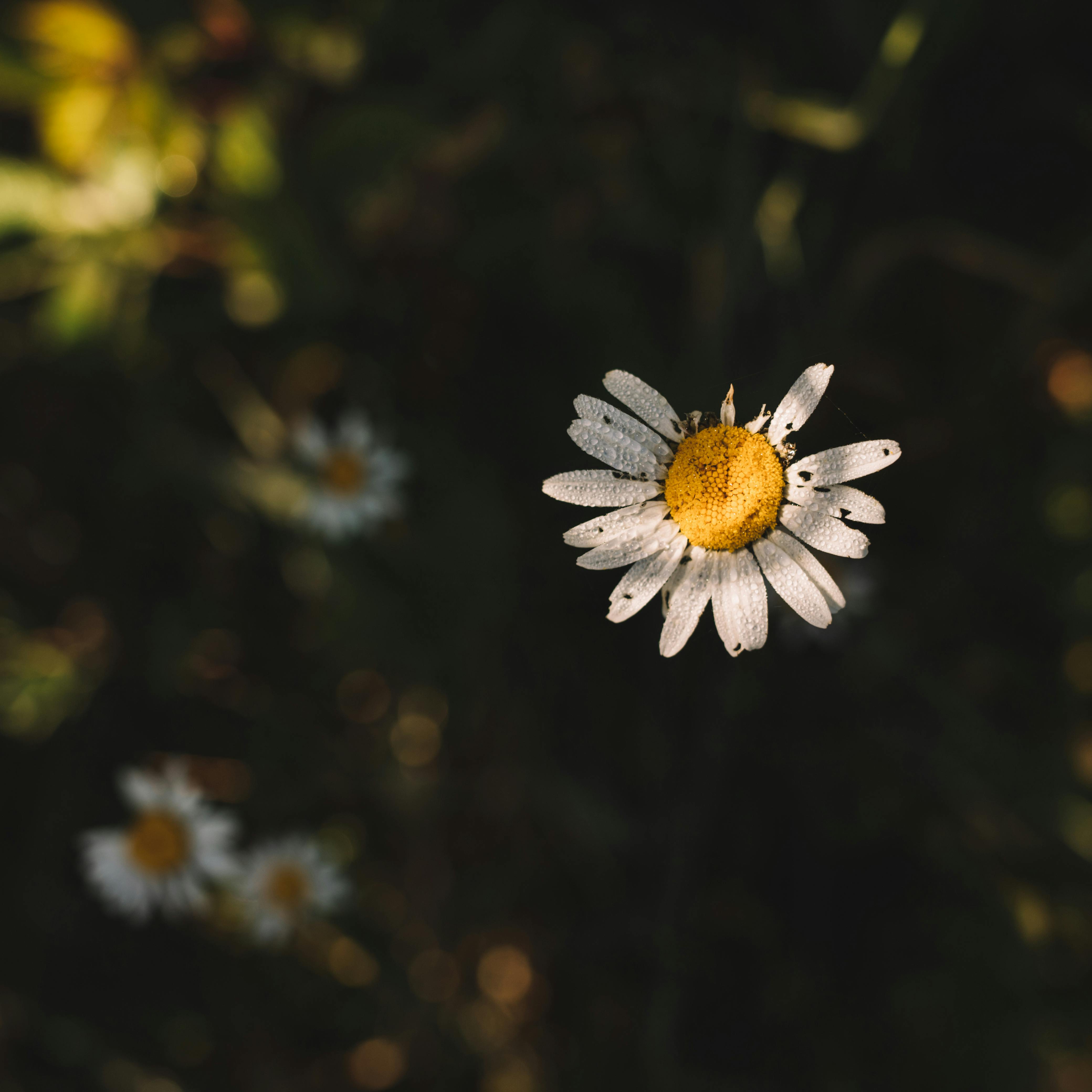 Bright blooming chamomile in summer garden in daylight