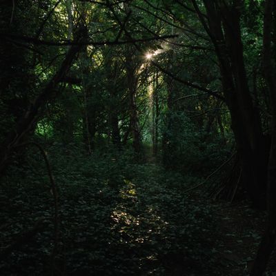 Quiet woods with low sun at sundown — photo by Ellie Burgin on Pexels