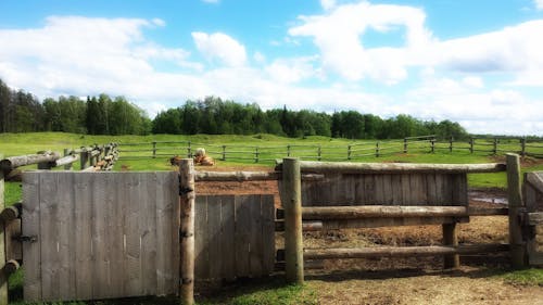 Free stock photo of blue sky, cows, farm Stock Photo