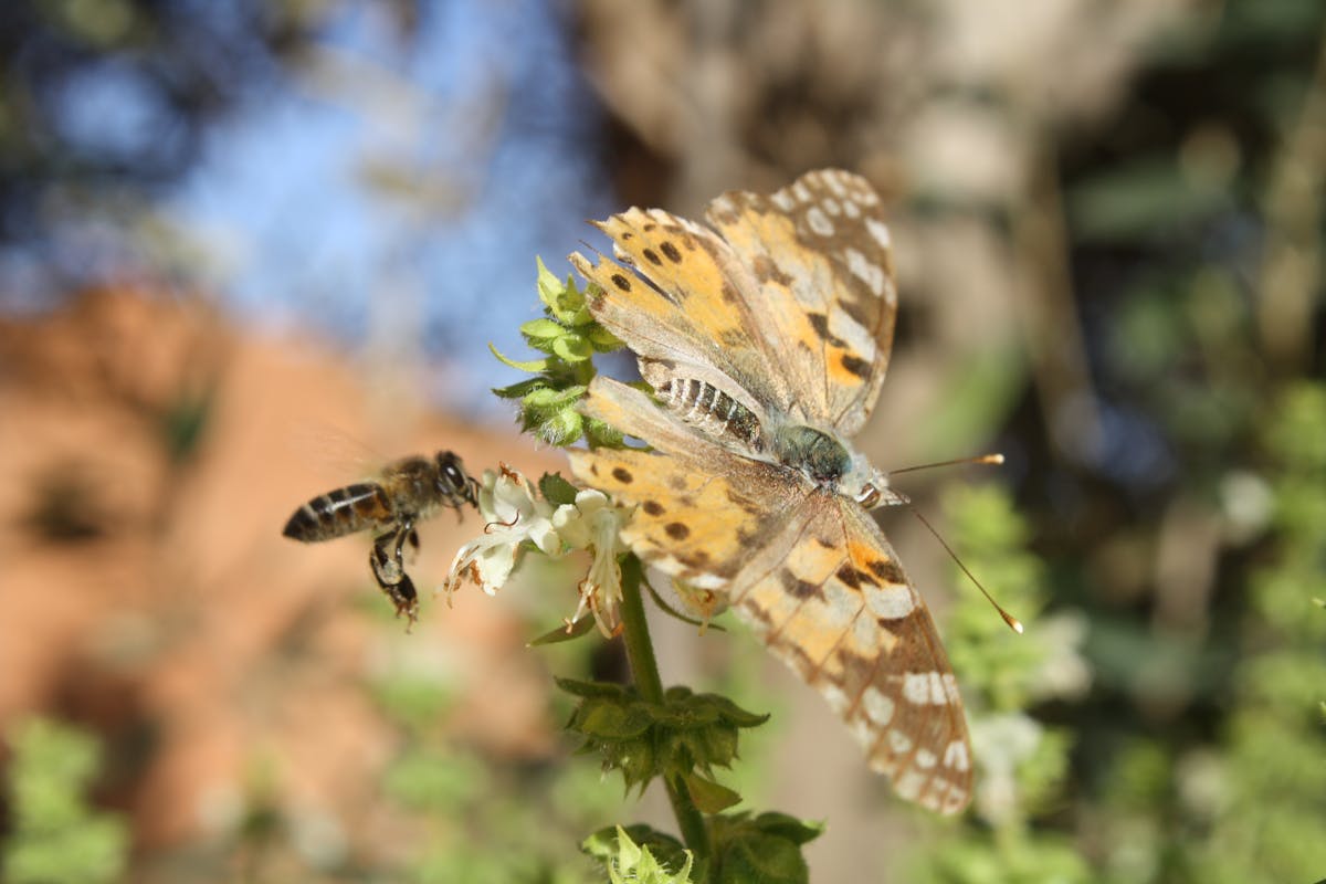 Person using smartphone to take photos of car damage for AI insurance claim