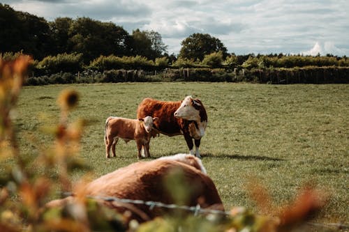 Cow with Calf in a Fenced Pasture