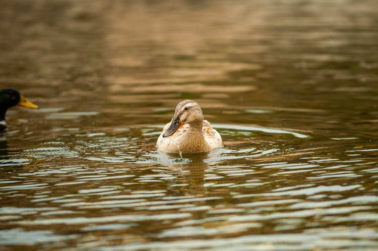 Duck Swimming In Rippled River In Zoo