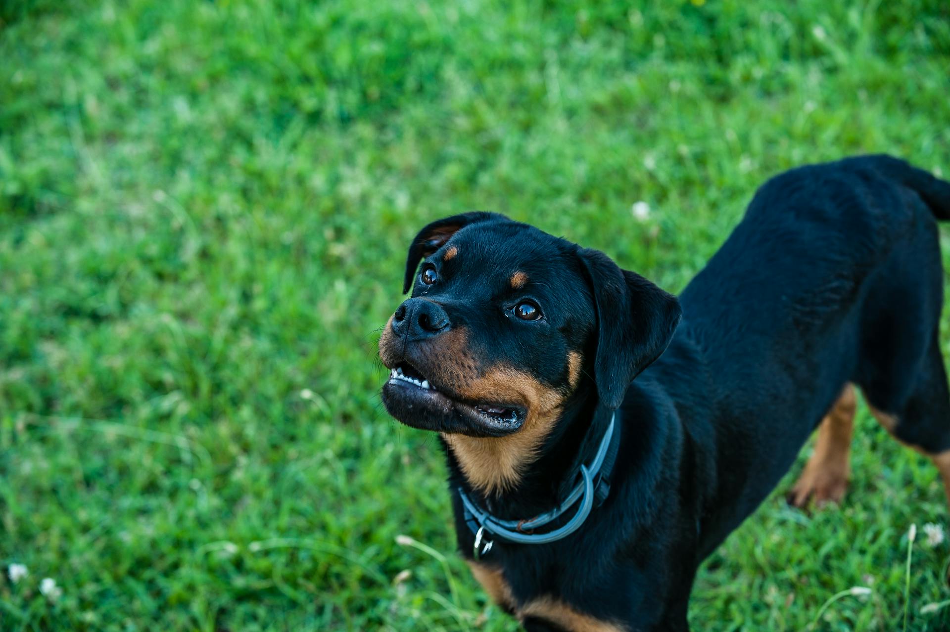 From above of focused purebred dog with black and brown coat looking up on colorful lawn in summer