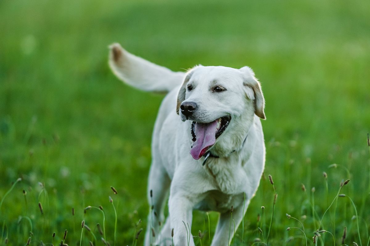 Happy Labrador retriever running across a green lawn