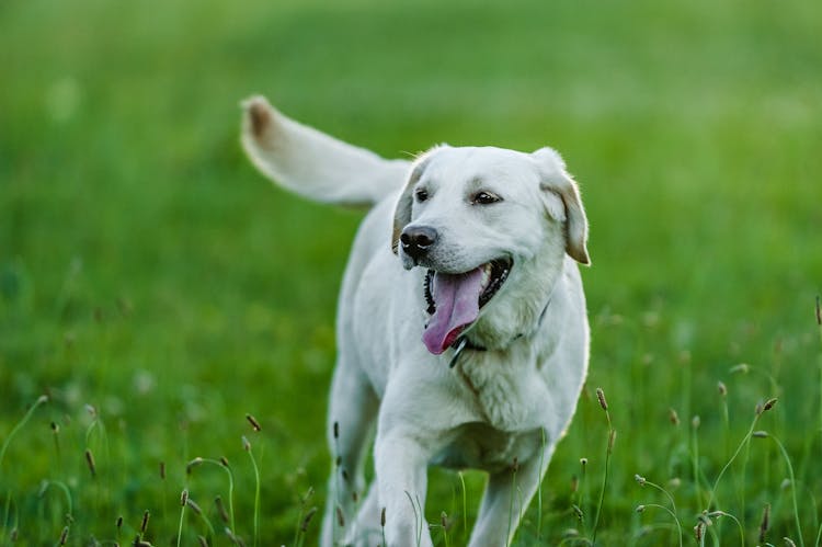 Happy Labrador Retriever Running On Grass Lawn