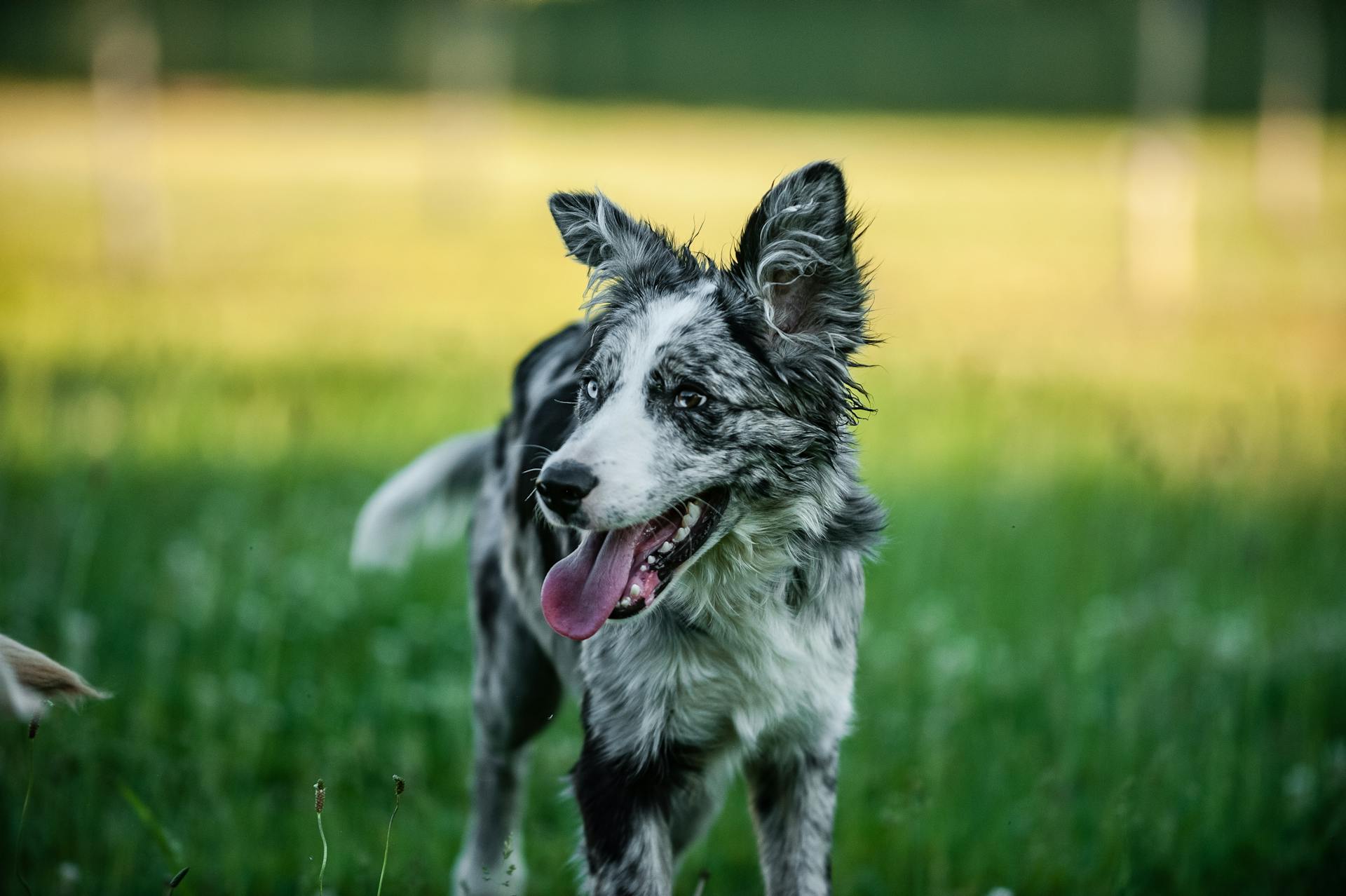 Fluffy Border Collie on grass lawn in summer