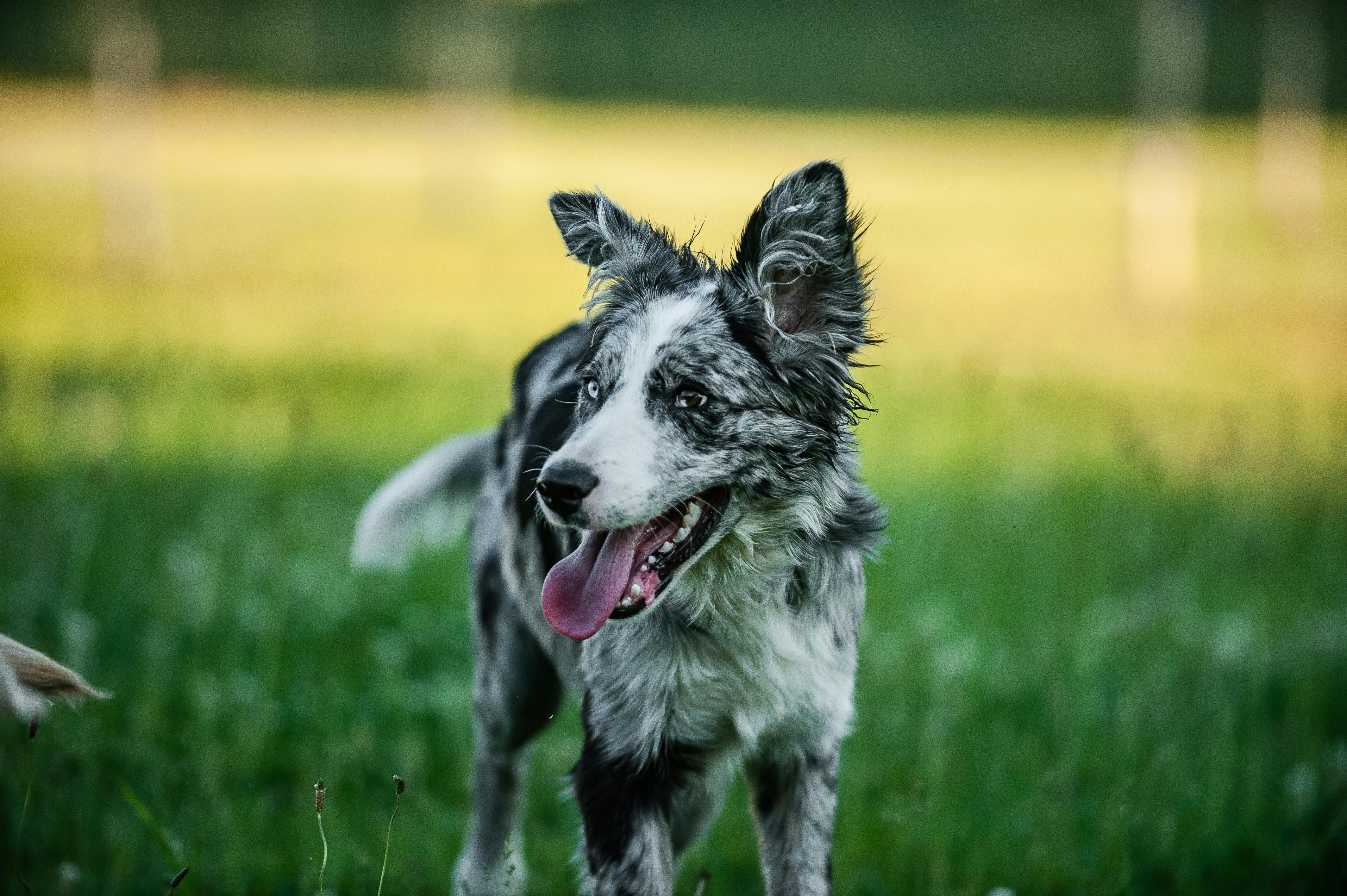 mogu li labrador retriveri biti agresivni