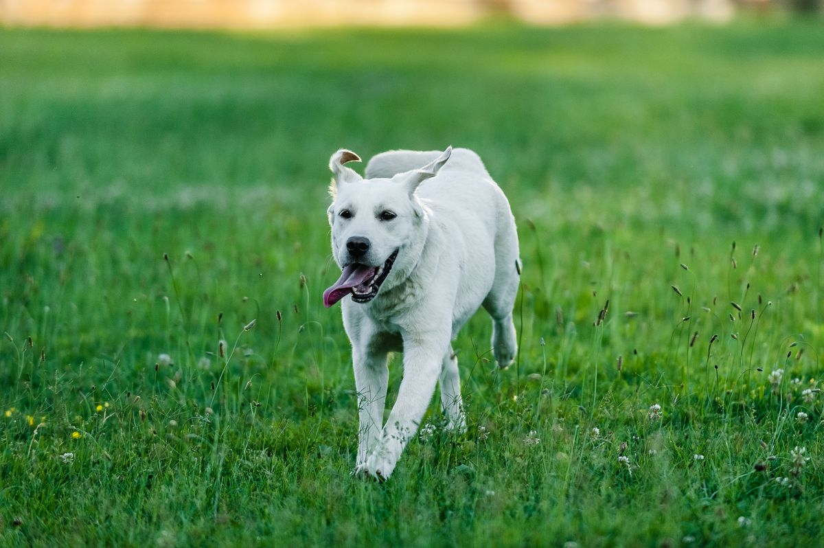A Labrador runs through a green field, reflecting the goal of keeping senior dogs active while night leaks are managed responsibly.