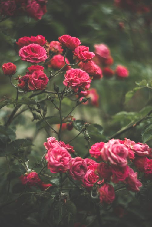 Clusters of Red Roses in Tilt Shift Lens Photography · Free Stock Photo