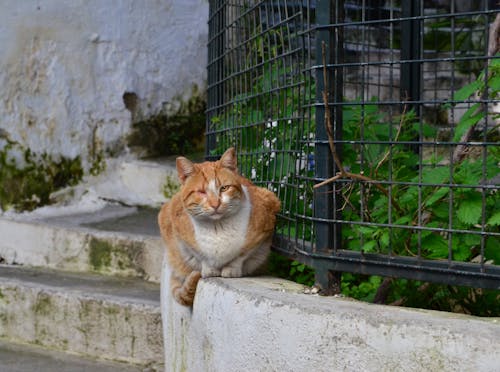 Gratis stockfoto met doğa, eski sokak, kedi