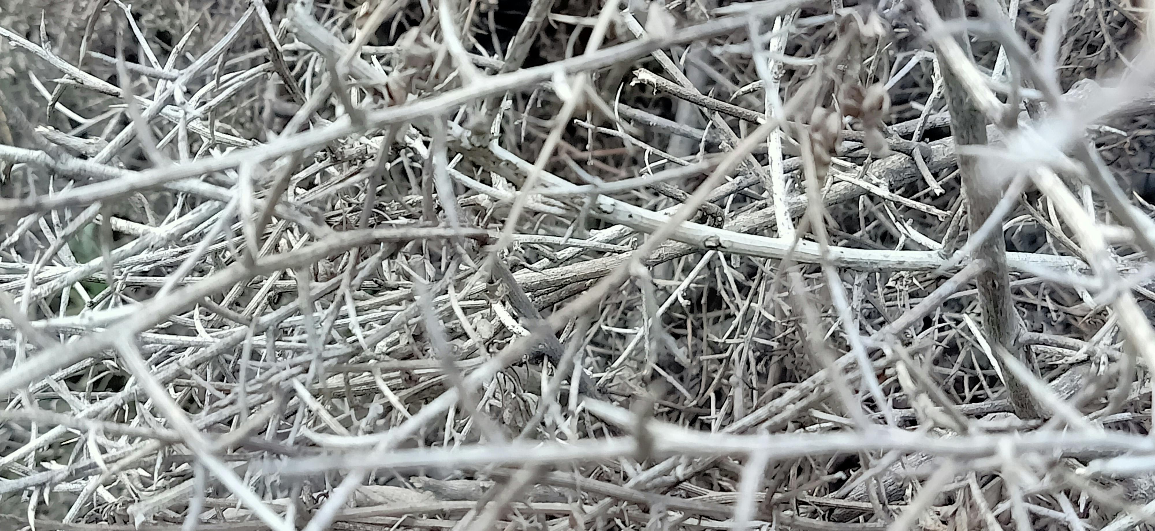 Pest control inspector checking a home for termite activity and infestation signs