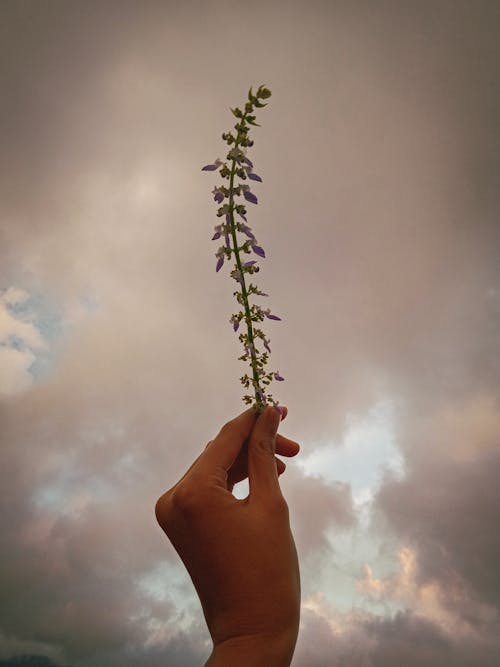 Free stock photo of aesthetic, beautiful flower, cloudy skies Stock Photo