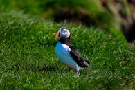 白天，充满活力的海雀站在草地上，喙色彩缤纷，捕捉着大自然的美丽