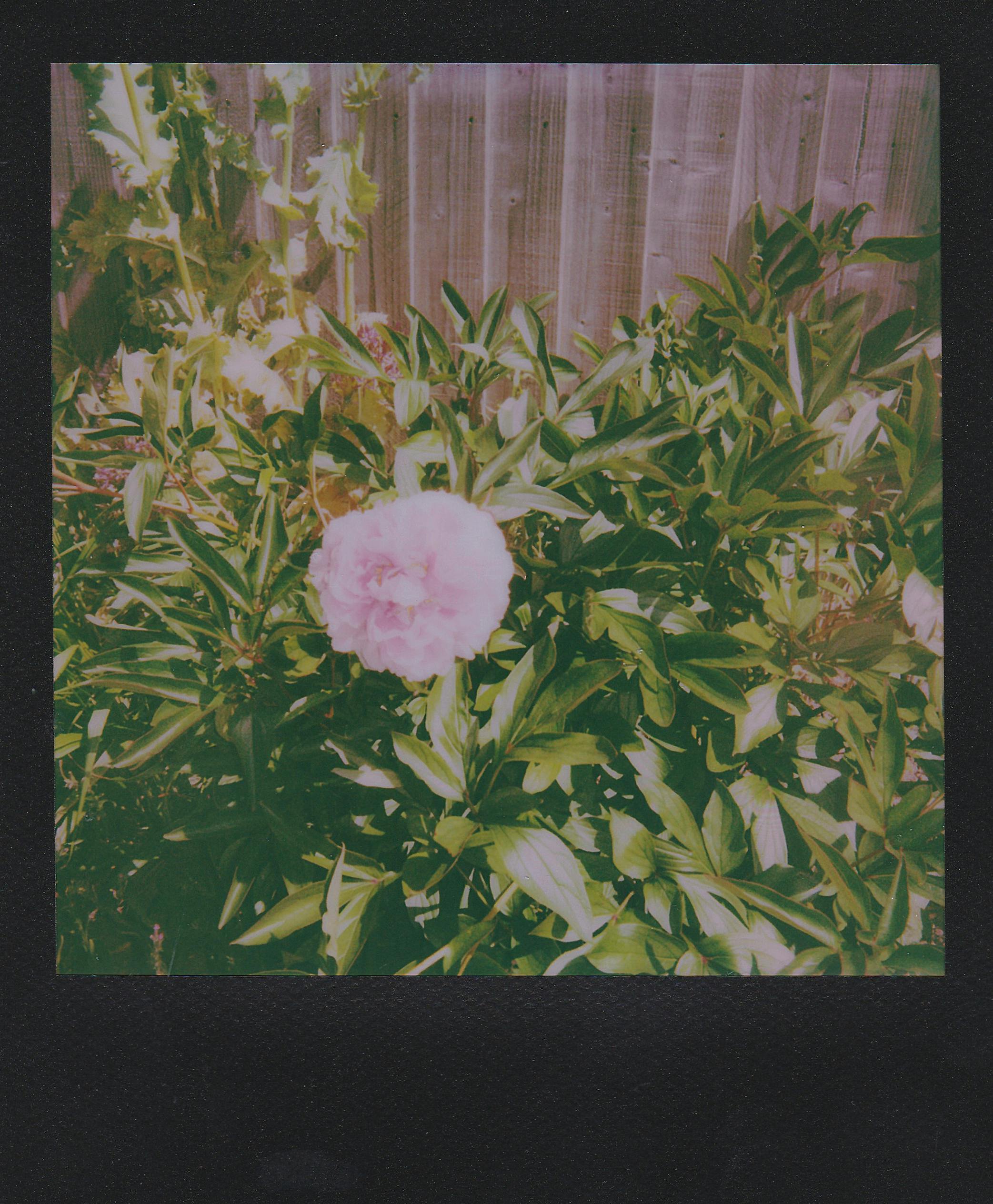 Retro style Polaroid capturing a blooming peony in a garden.