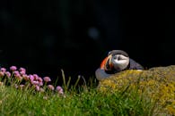 一只色彩斑斓的大西洋海雀站在开满鲜花的岩石上，展现了大自然的美丽