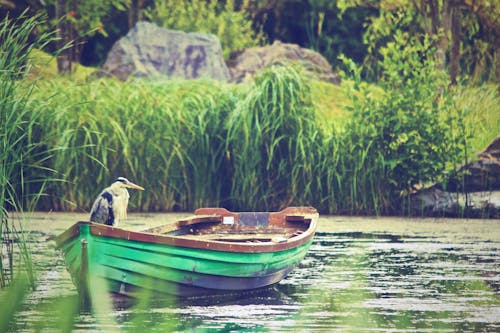 Selective Focus Photography of Great Blue Heron Standing on Green and Brown Rowboat on Calm Body of Water