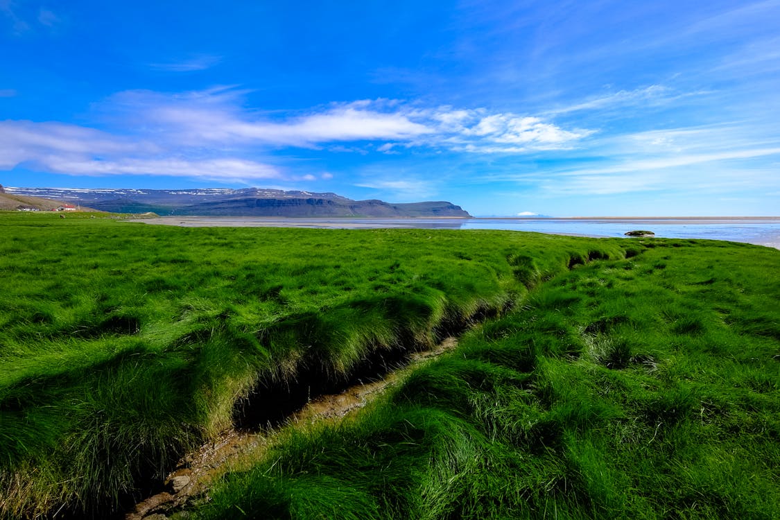 Foto d'estoc gratuïta de a l'aire lliure, agricultura, camp