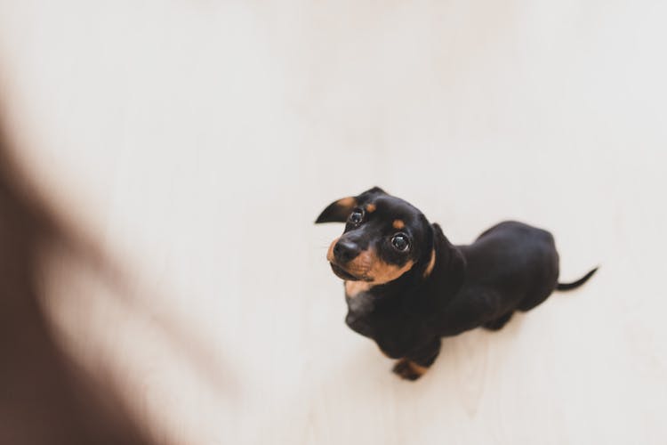 Funny Black Dachshund On White Floor