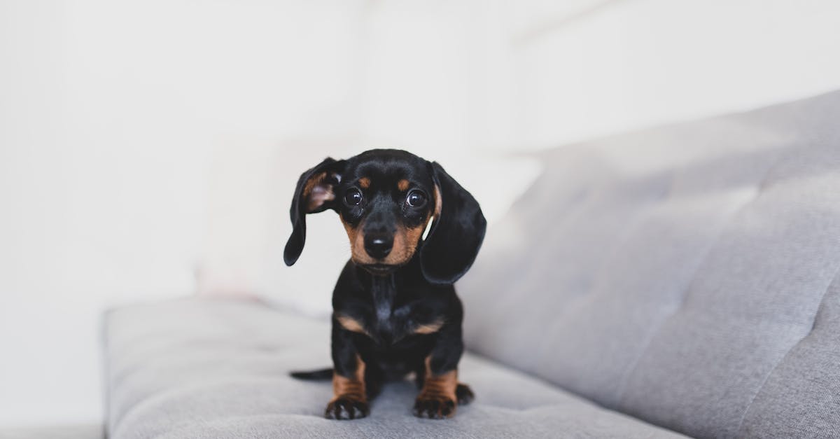 What small pet should I get quiz BuzzFeed