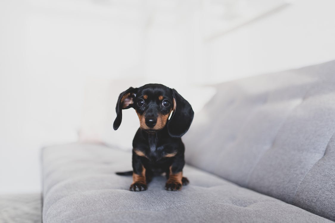 Free Friendly black Dachshund puppy on soft couch Stock Photo