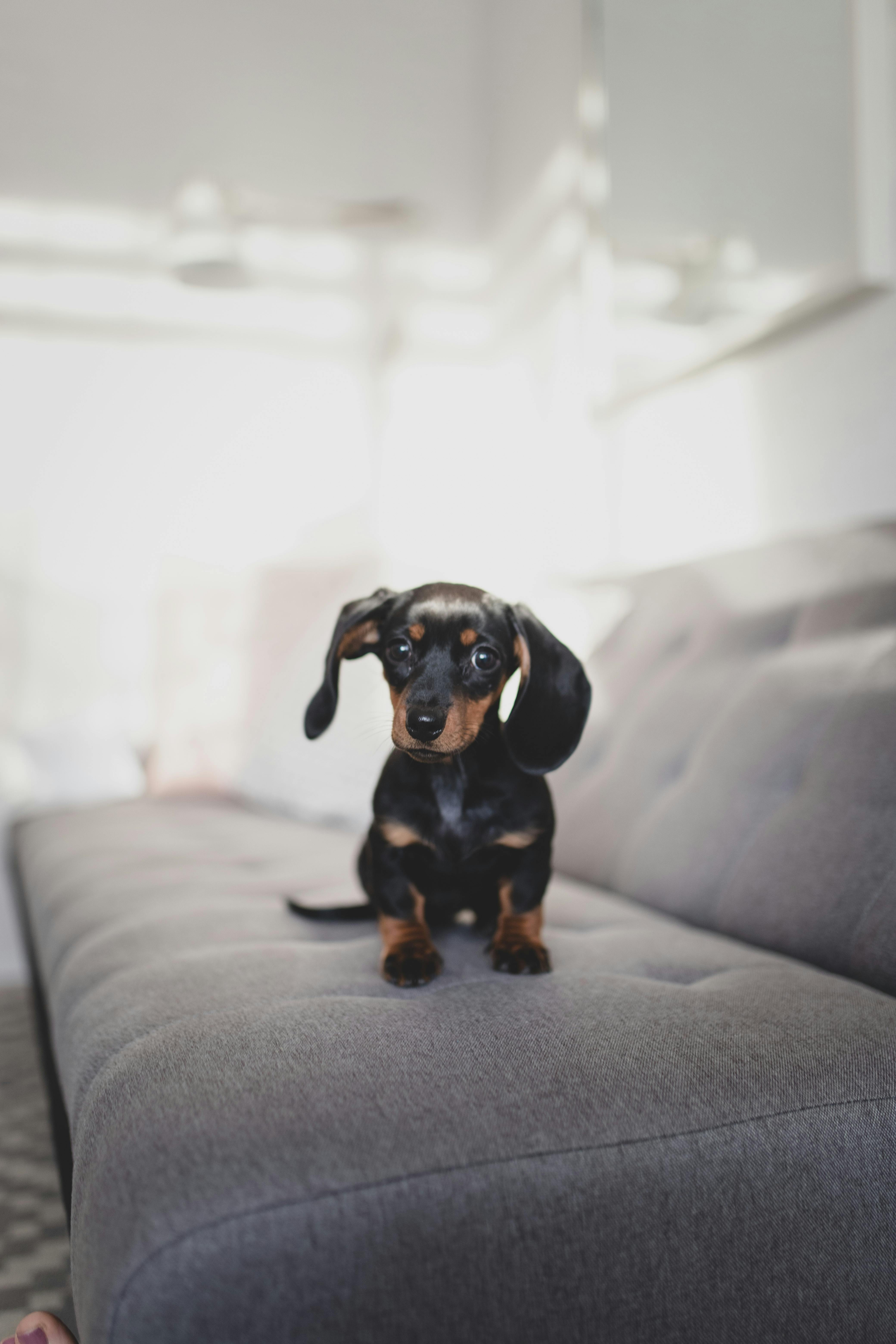 adorable little dachshund puppy on comfy couch