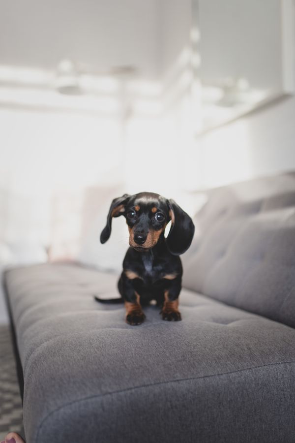 Physician relocations with pets