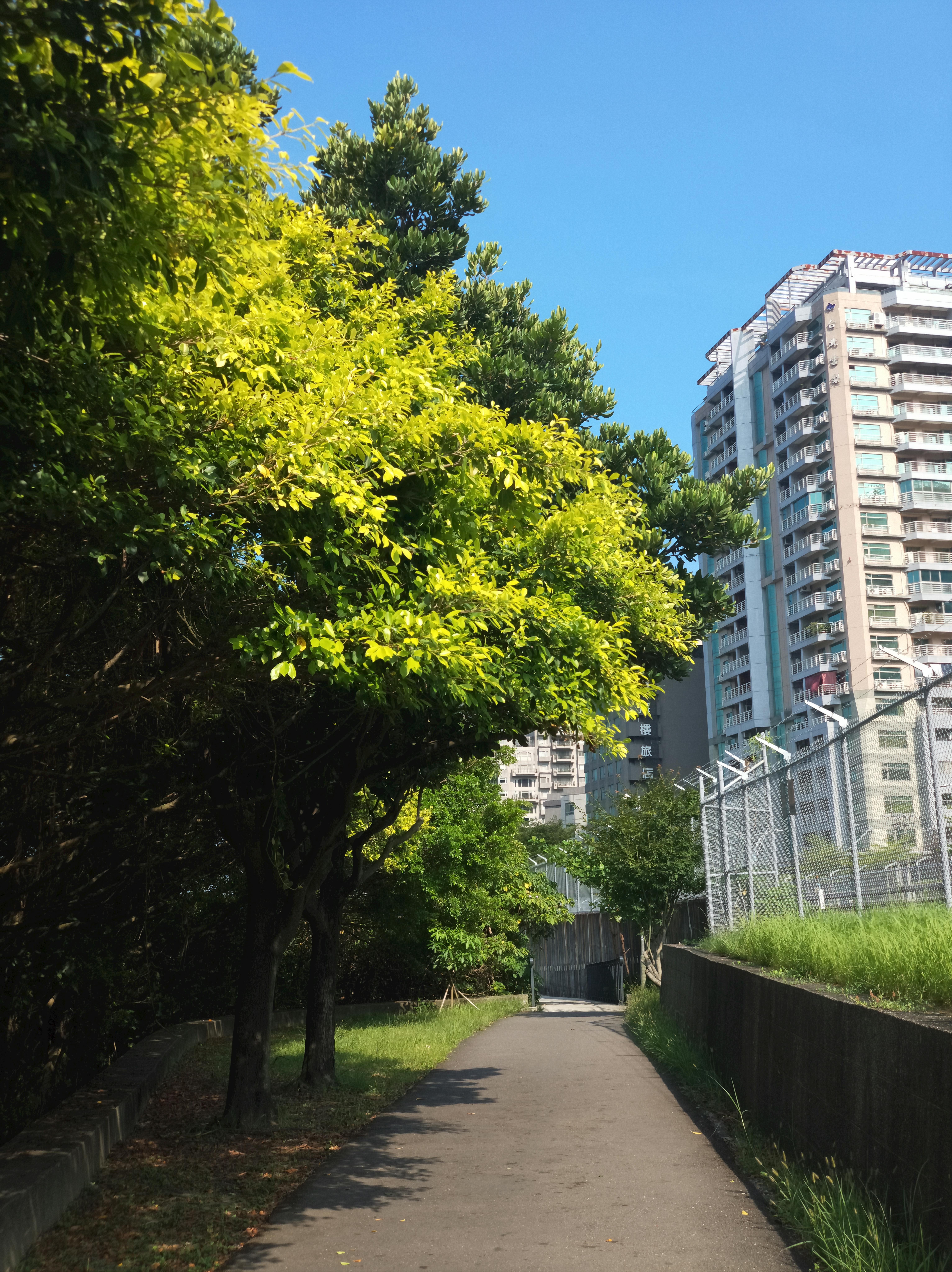 Dog digging behavior