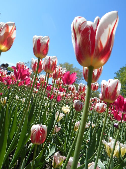 Free Red Tulip Under Clear Blue Sky Stock Photo