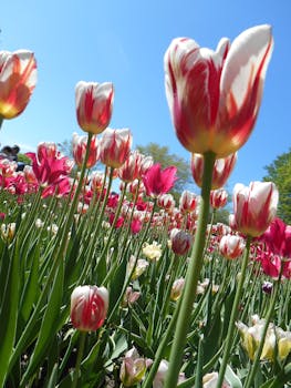 在明亮的蓝天下，盛开的郁金香捕捉到了春天的精髓