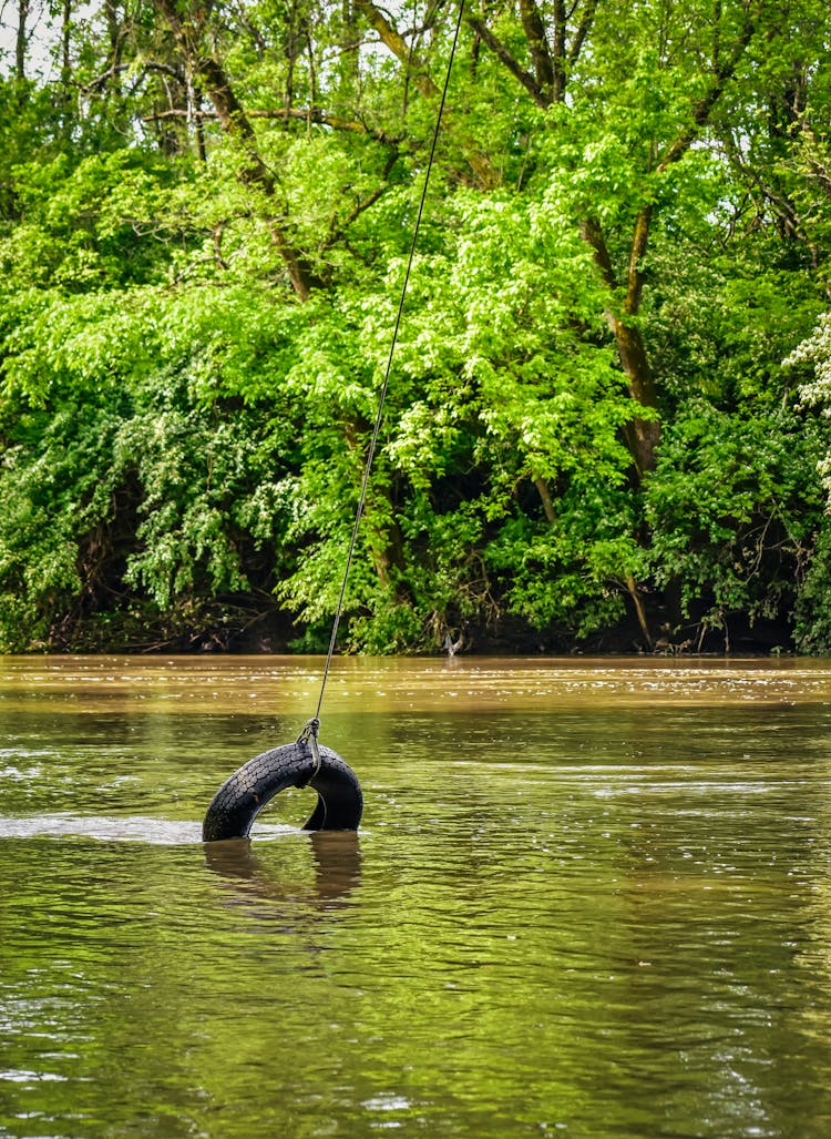 Tire Swing In Lake Surrounded By Fresh Green Trees