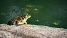 High angle of green frog sitting on stone near pond on sunny day