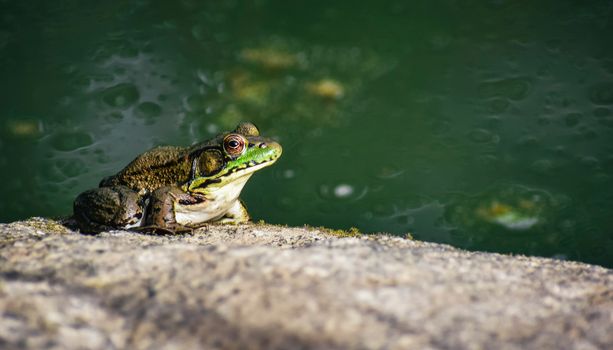 High angle of green frog sitting on stone near pond on sunny day