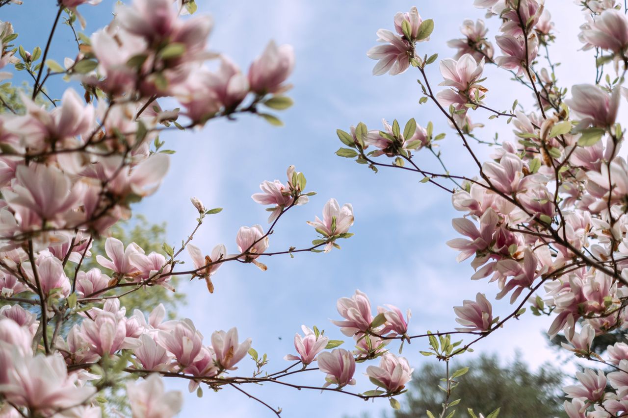 delicate pink magnolia flowers in full bloom against a bright blue spr